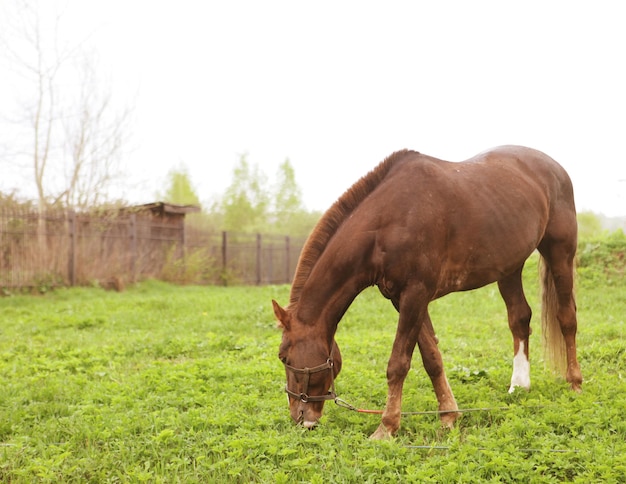 Un cheval dans un champ avec une clôture en arrière-plan