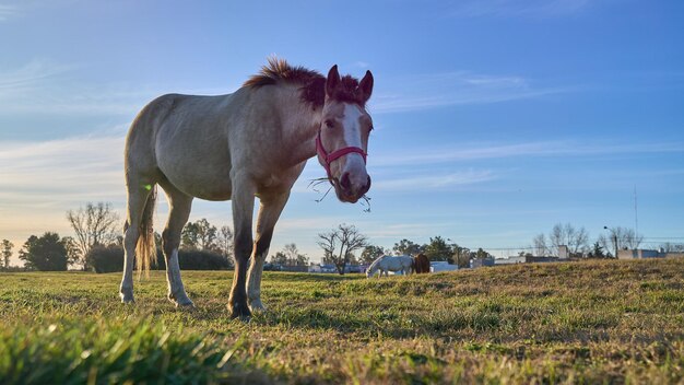 Cheval dans le champ avec le coucher du soleil en arrière-plan