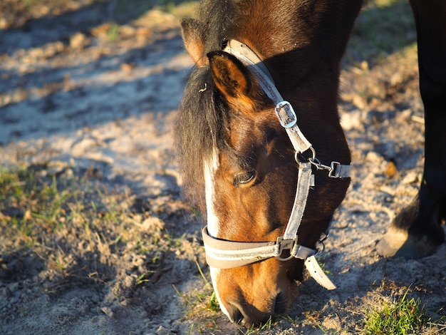 cheval dans un champ mangeant de l'herbe.