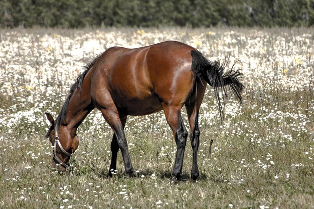 Cheval dans un champ, paysage.