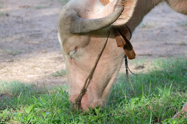 Un cheval dans un champ