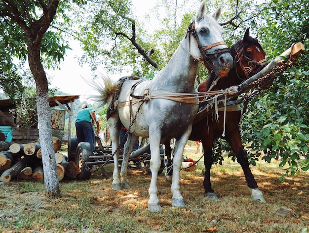 Cheval dans le champ