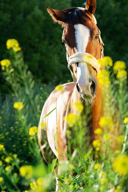 Photo un cheval dans un champ