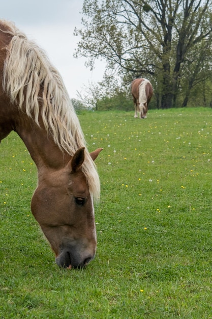 Un cheval dans un champ