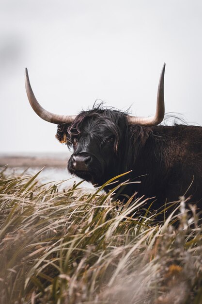 Photo un cheval dans un champ