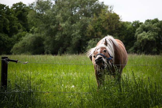 Cheval dans un champ