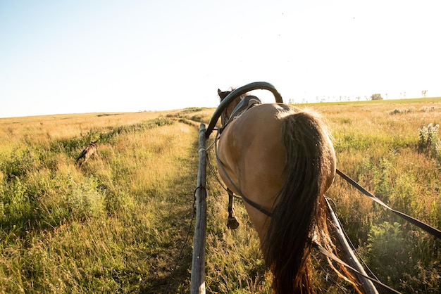 Photo un cheval dans un champ