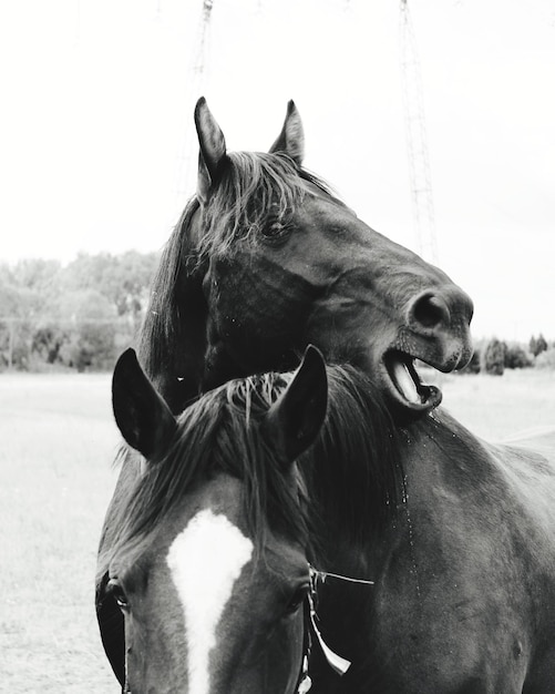 Photo cheval dans le champ