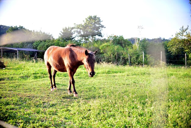 Photo un cheval dans un champ