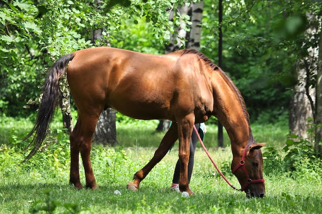 Cheval dans une clairière de forêt