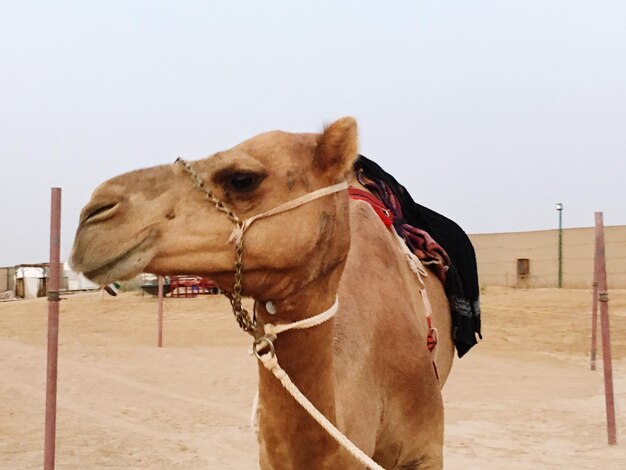 Photo un cheval dans le désert