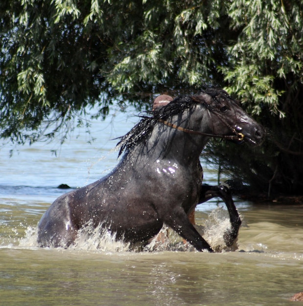 Photo cheval dans l'eau