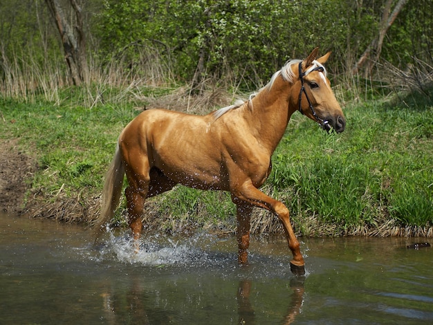 Cheval dans l'eau