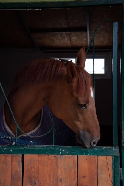 Cheval dans l'écurie avec têtes à l'extérieur