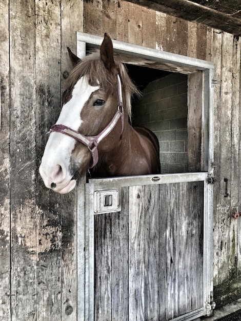 Photo cheval dans l'écurie