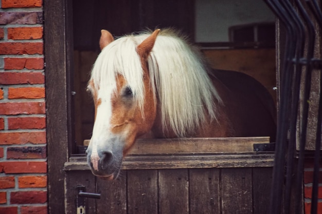 Cheval dans l'écurie