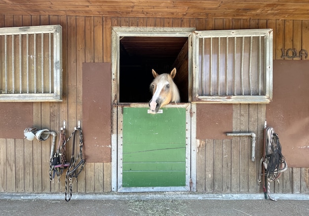 Un cheval dans les écuries d'un manège