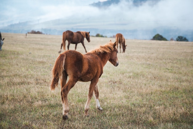 Cheval dans le fond de paysage d'herbe verte