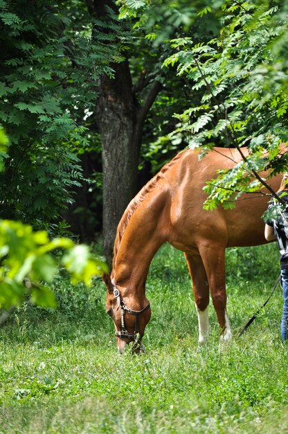 Cheval dans la forêt verte