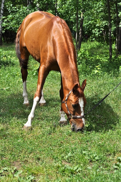 Cheval dans la forêt verte