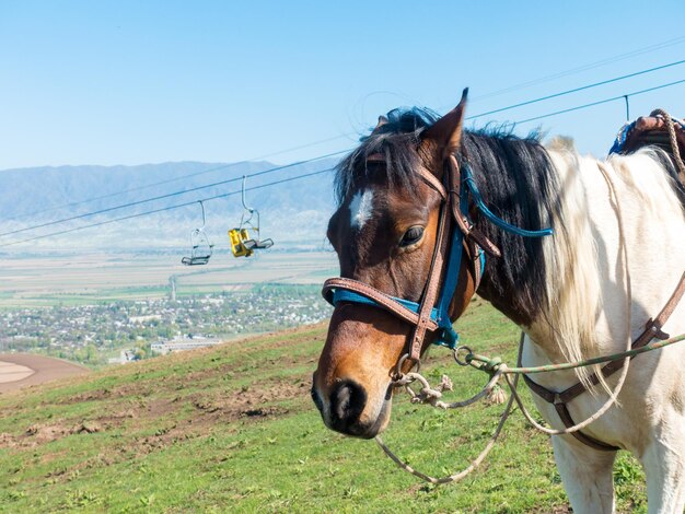 Cheval dans les montagnes Dans un simple harnais de village Dans le contexte du téléphérique Kirghizistan centre de loisirs Orlovka