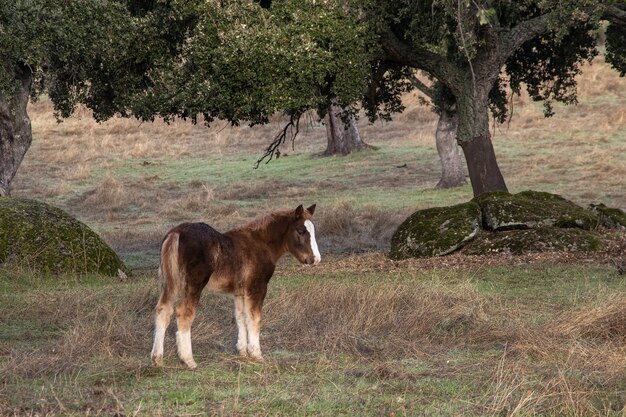 Cheval dans la nature