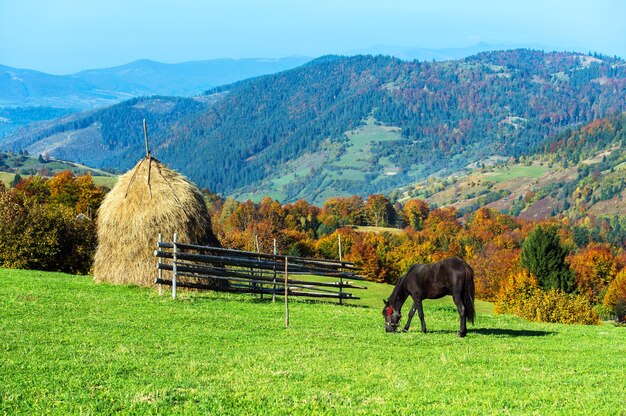 Cheval dans un pâturage dans les montagnes en automne Carpates