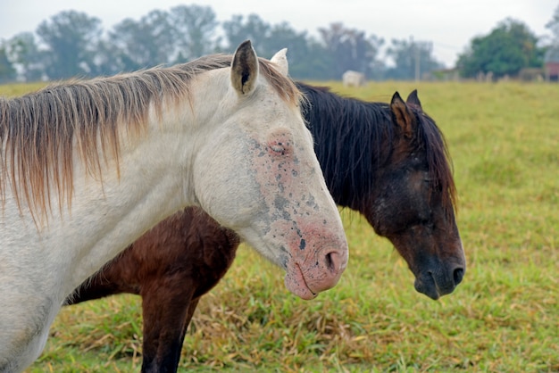 Cheval dans le pâturage avec l'herbe verte et des arbres