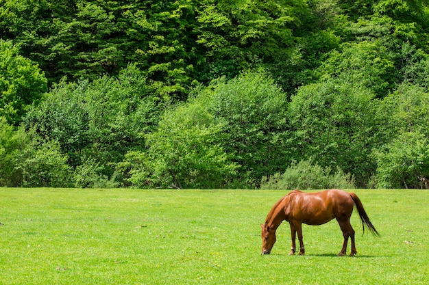 Un cheval dans le pâturage mange de l'herbe sur un fond de montagnes et d'arbres un jour d'été
