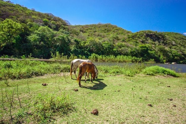 Cheval dans un paysage verdoyant