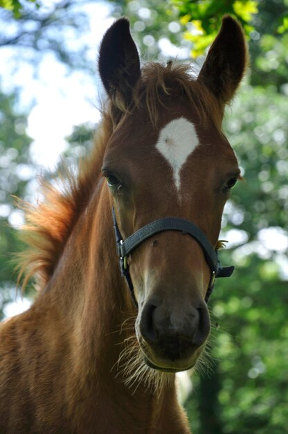 Cheval dans un pré en France