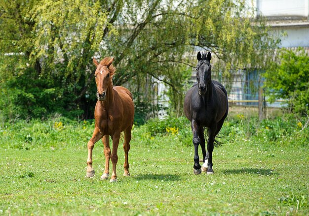 Photo cheval dans le pré, journée d'été