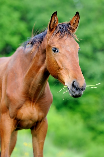 Cheval dans le pré