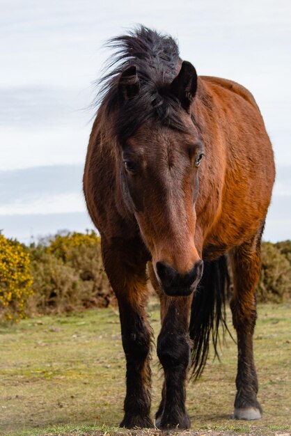 Cheval debout sur le champ contre le ciel