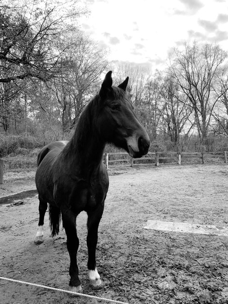 Photo cheval debout sur le champ contre le ciel