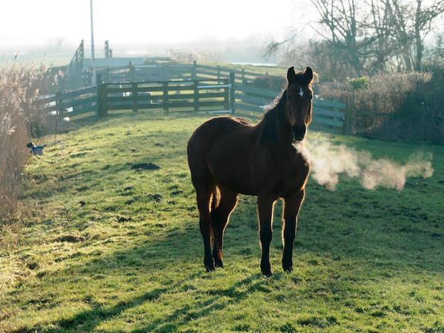 Cheval debout sur le champ contre le ciel