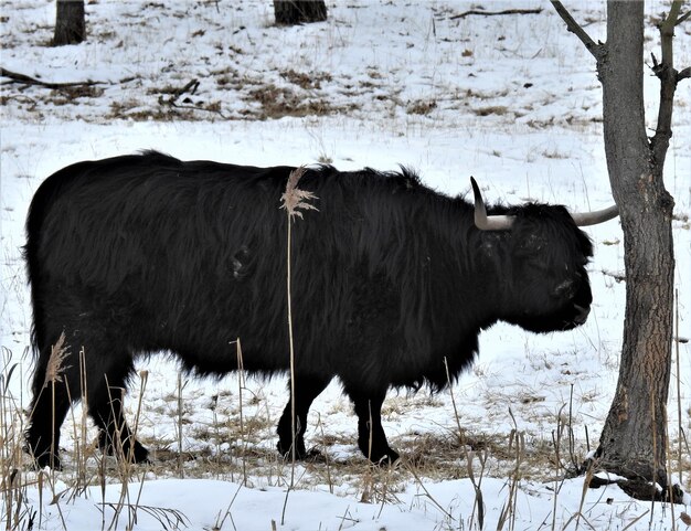 Photo un cheval debout sur un champ couvert de neige