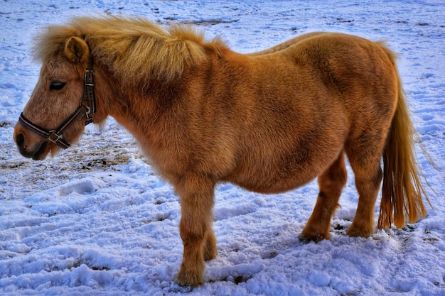 Photo un cheval debout sur un champ de neige