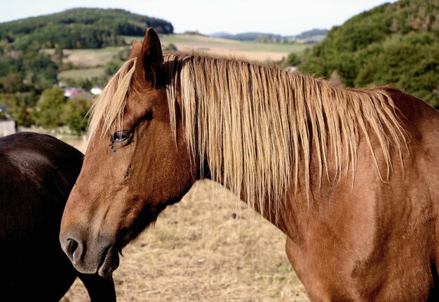 Photo cheval debout sur le champ