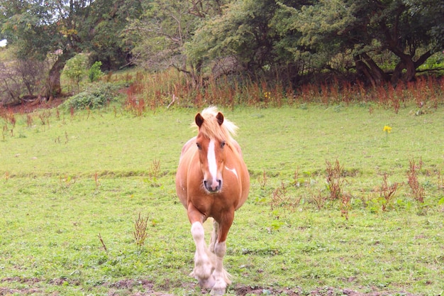 Photo cheval debout sur le champ