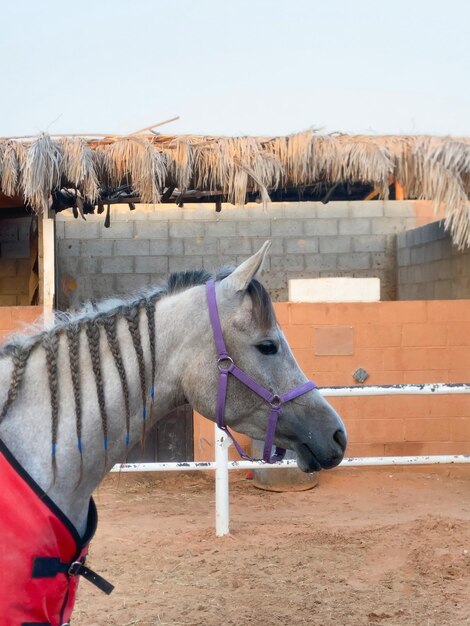 Photo cheval debout sur le champ