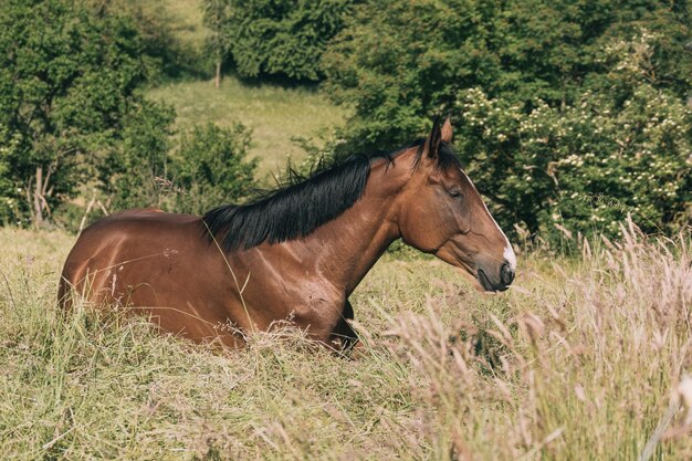 Photo cheval debout sur le champ