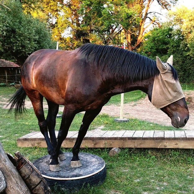 Un cheval debout contre des arbres sur le champ