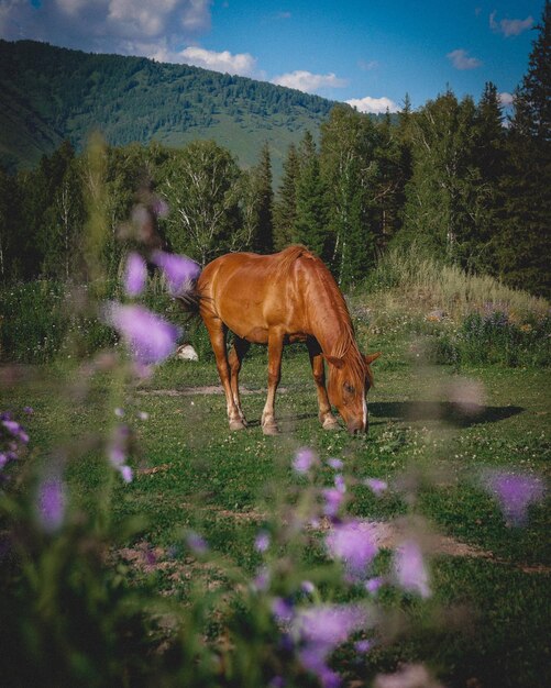 Photo un cheval debout dans un champ