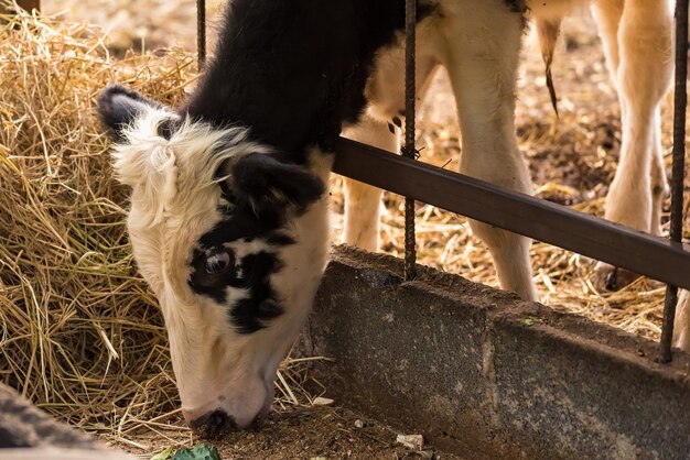 Un cheval debout dans un champ