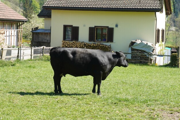 Photo un cheval debout dans un champ