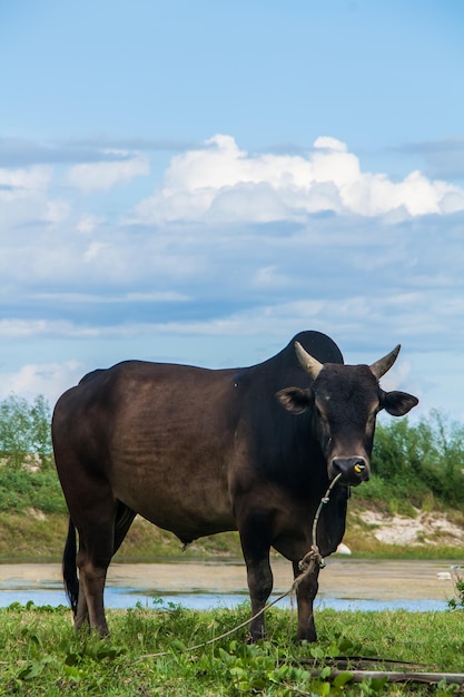 Photo un cheval debout dans un champ