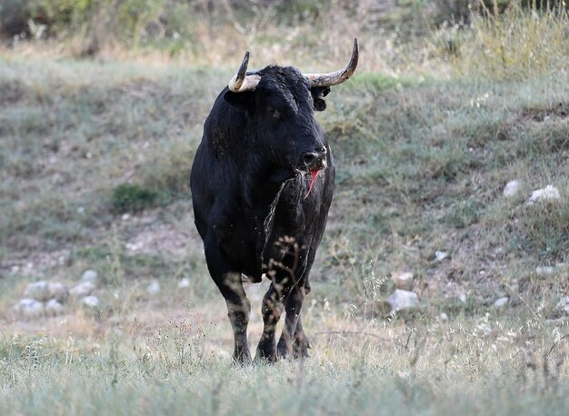 Photo un cheval debout dans un champ