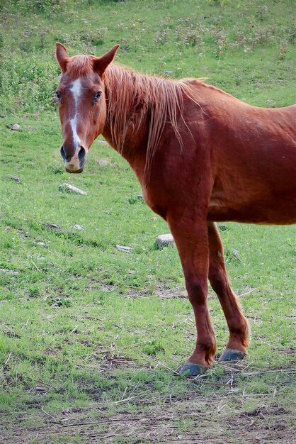 Photo un cheval debout dans un champ