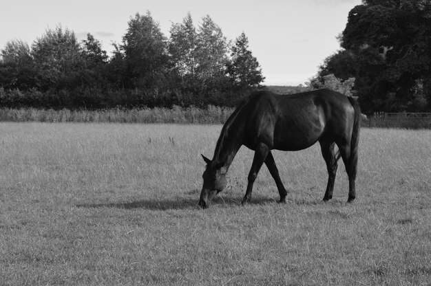 Un cheval debout dans un champ